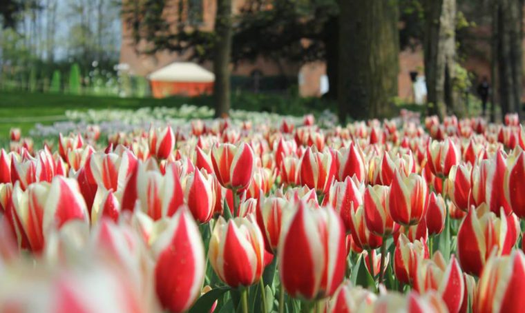 90.000 tulipani in fiore al castello di Pralormo