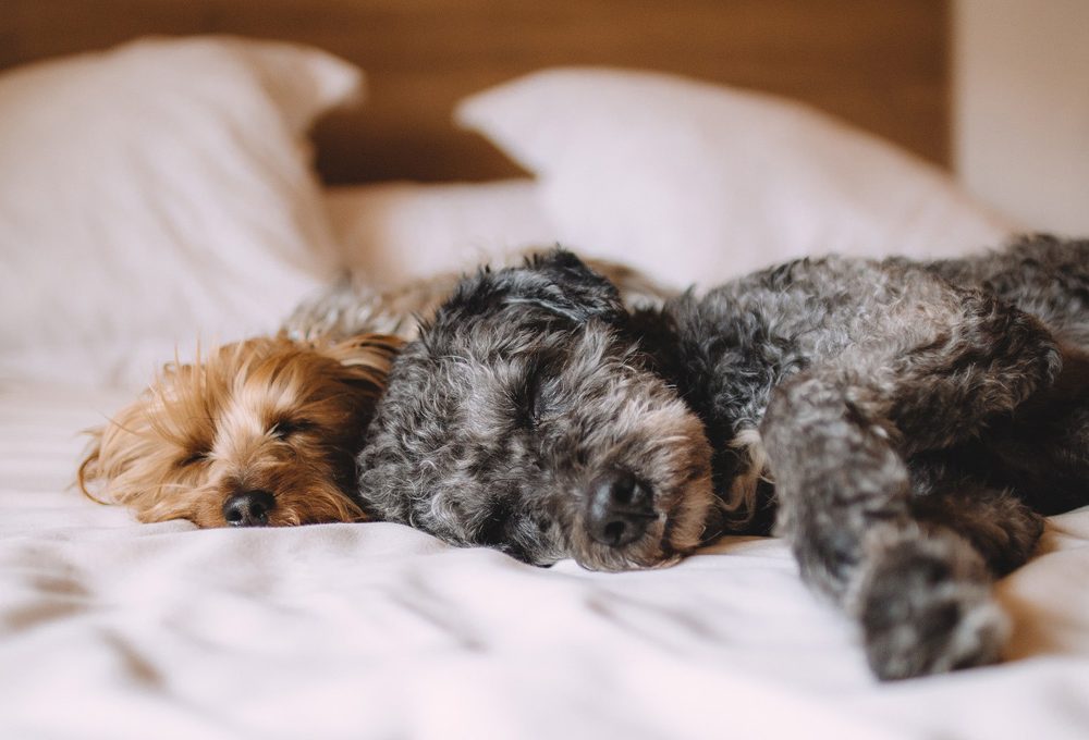 Cani e gatti: gli animali domestici preferiti dagli italiani