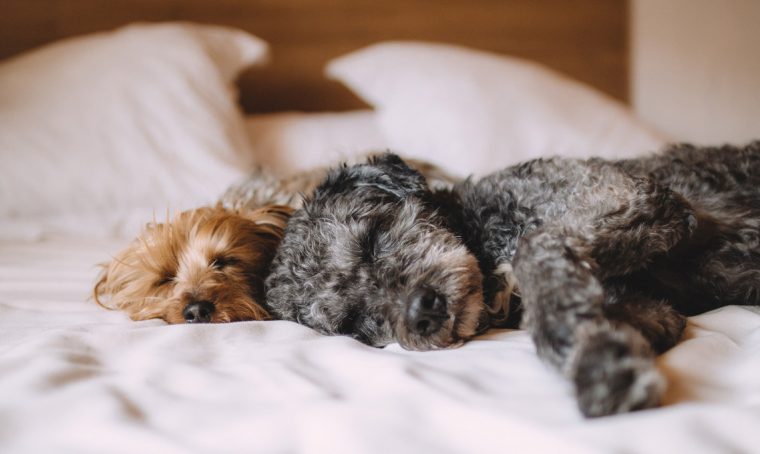 Cani e gatti: gli animali domestici preferiti dagli italiani
