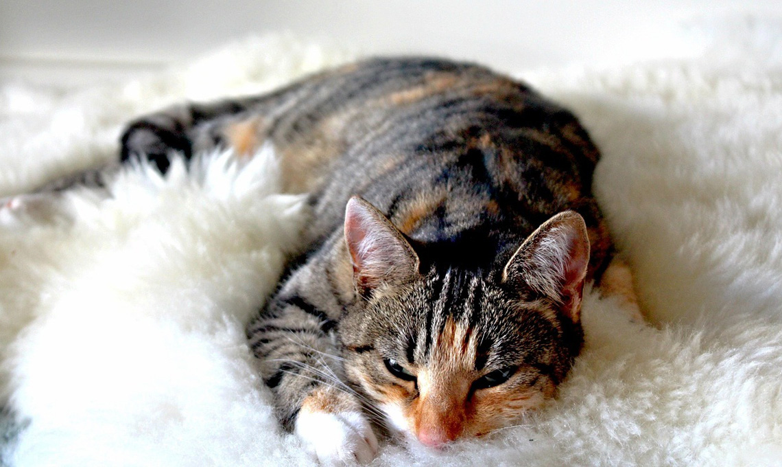 gatto