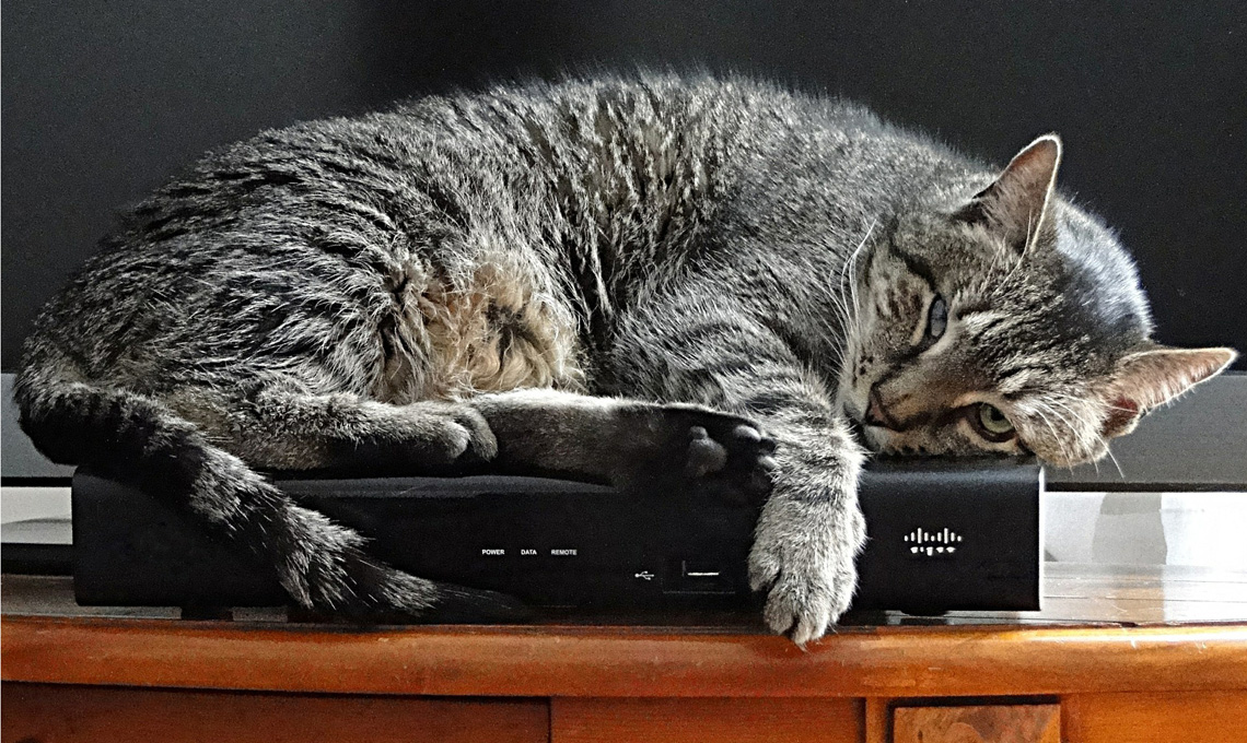 gatti