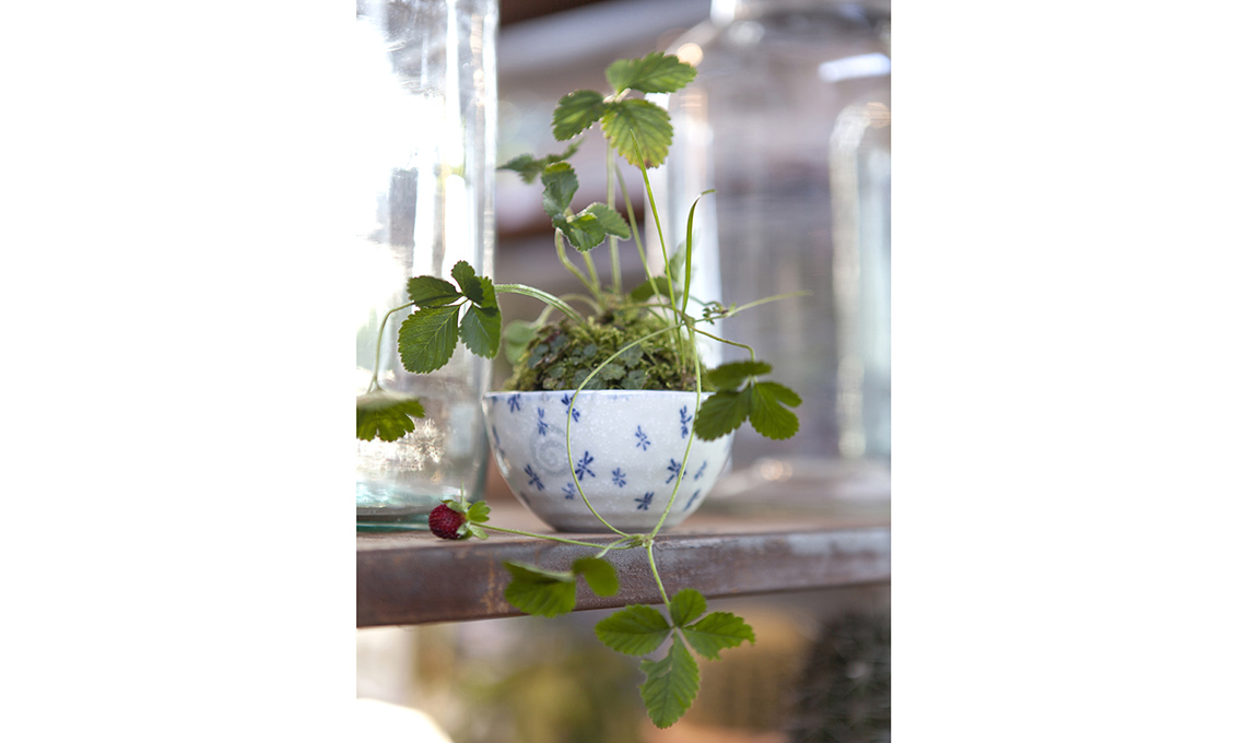 kusamono bonsai