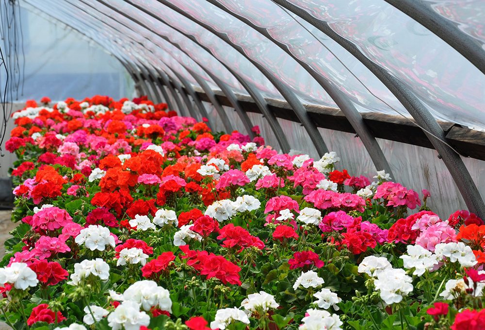 10 consigli per acquisti consapevoli di piante e fiori