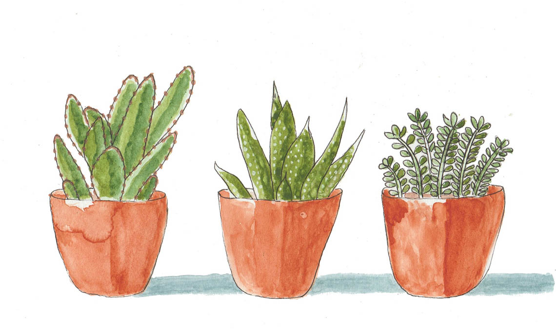 succulente