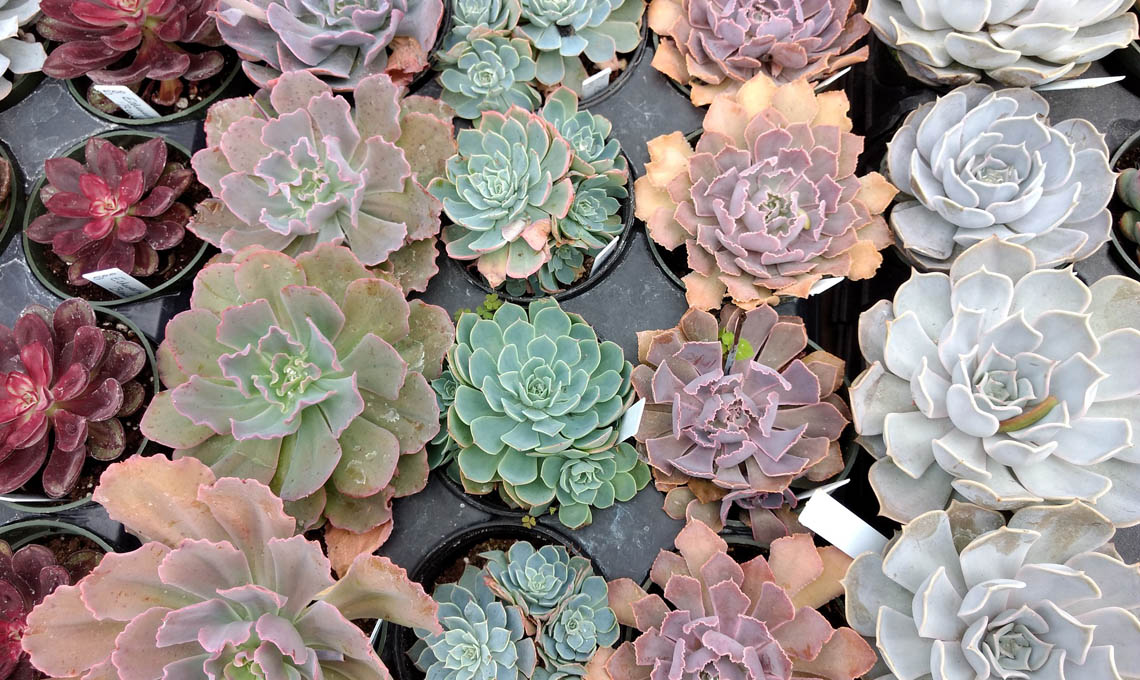 succulente