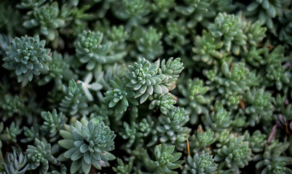 succulente