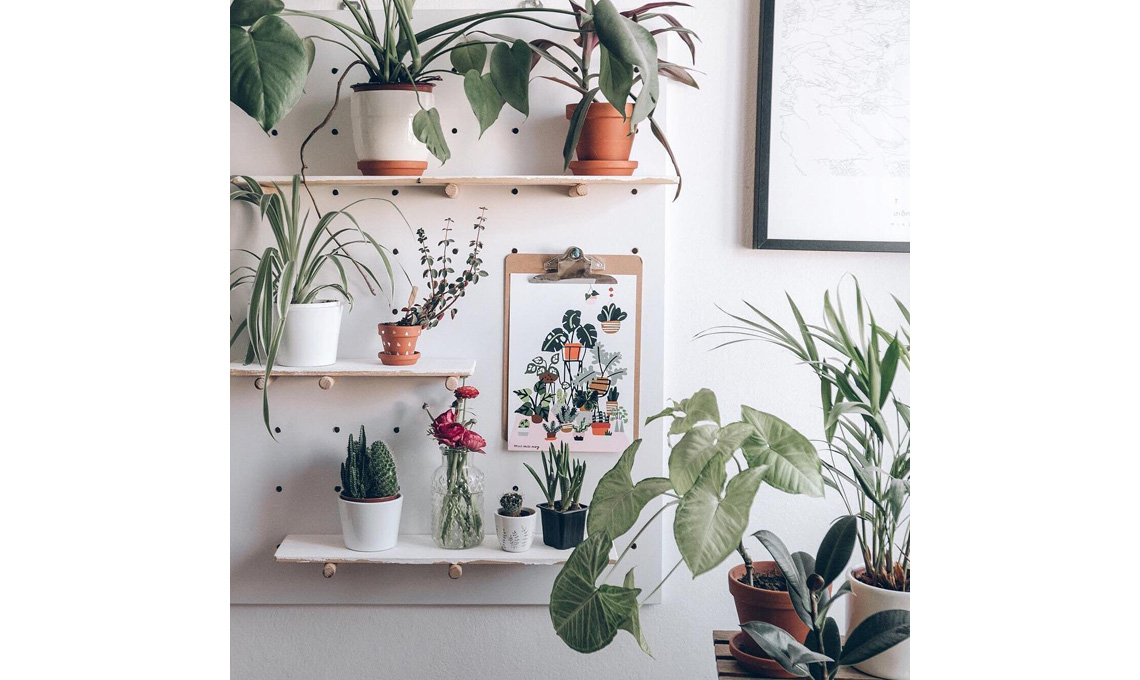 @wild.rocks