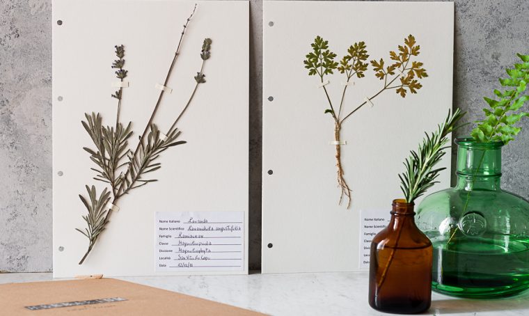 Stile botanical: crea un Erbario a libro