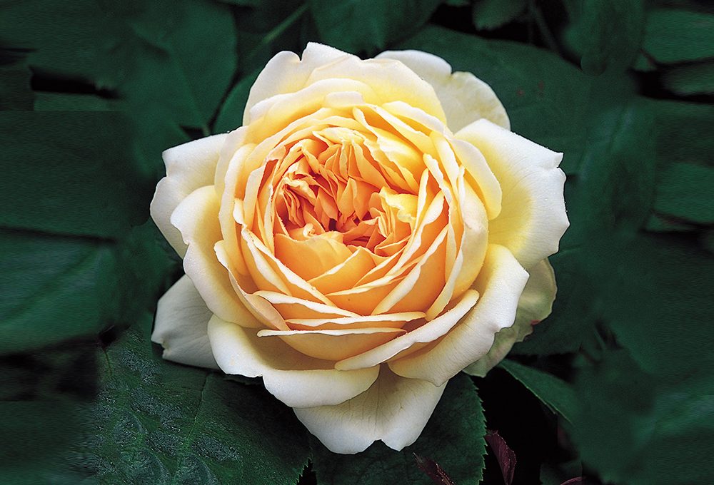 Rose arbustive: come coltivarle e le varietà più belle