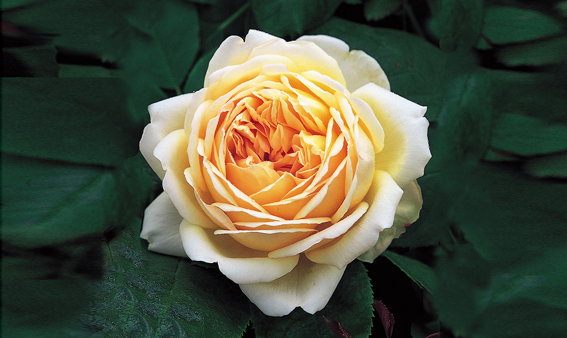 rosa arancione