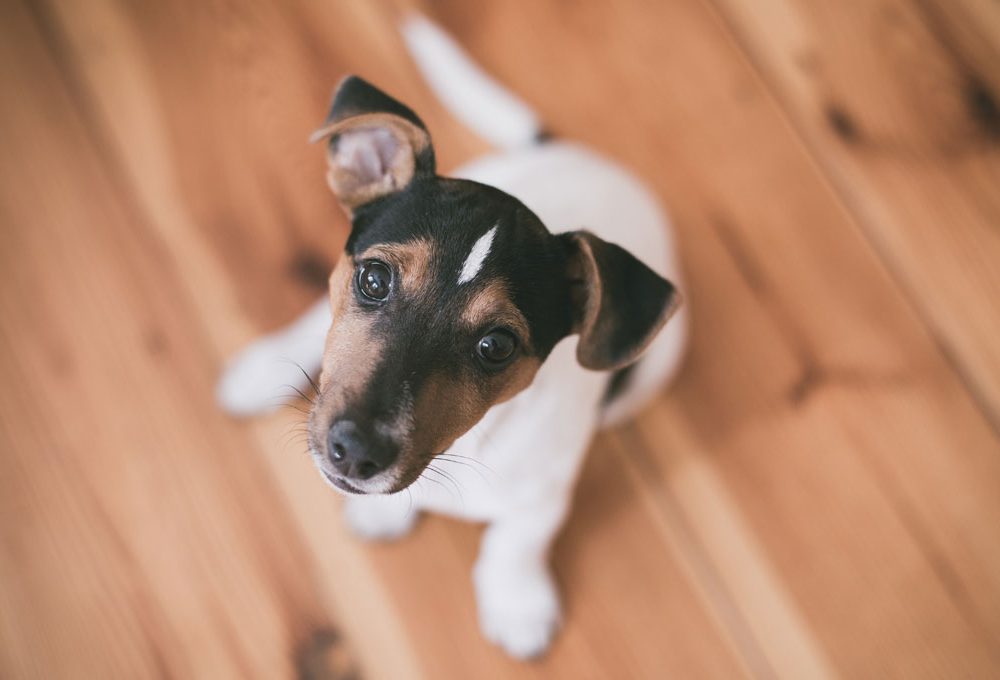 Prodotti di pulizia che non fanno male agli animali