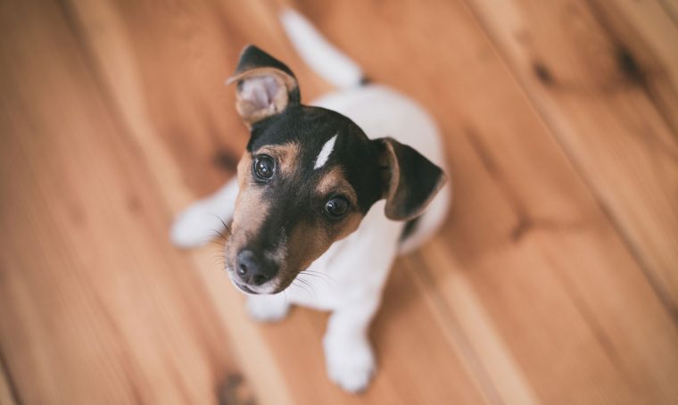 Prodotti di pulizia che non fanno male agli animali