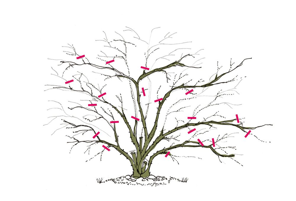 Come potare le rose rampicanti