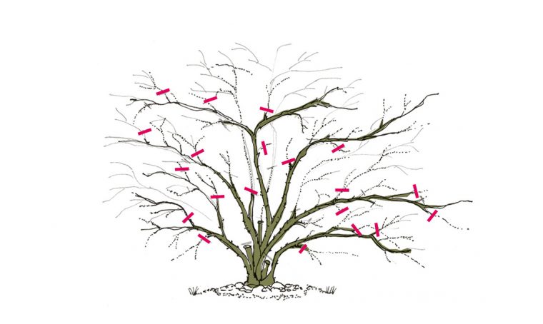 Come potare le rose rampicanti