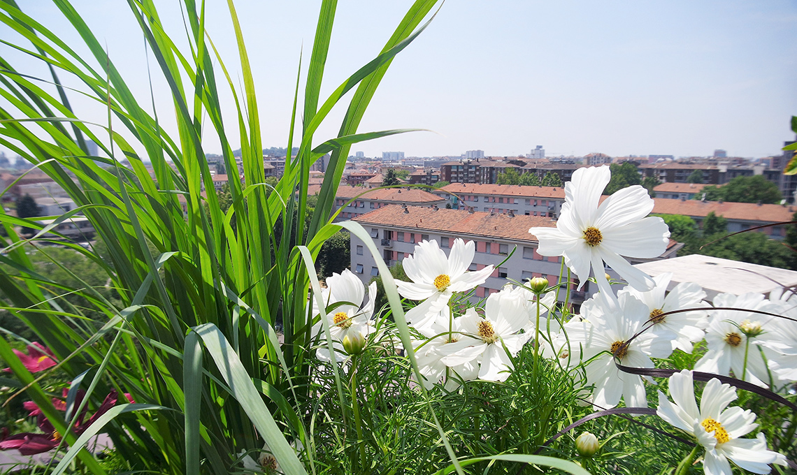 fiori terrazzo