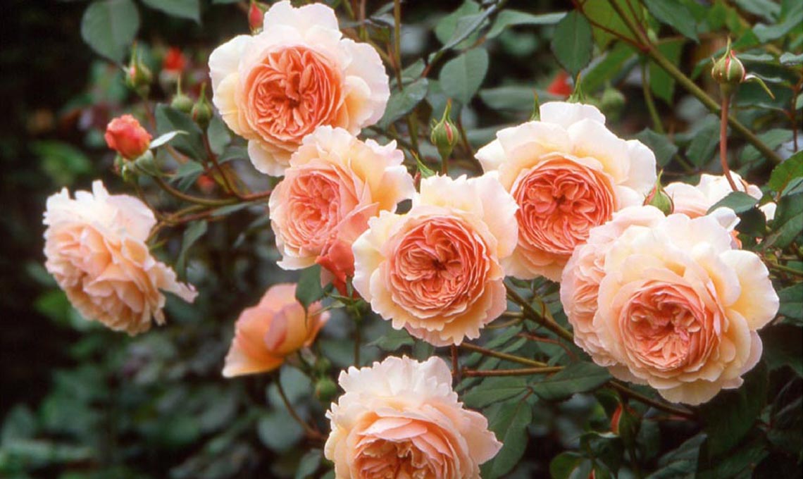 funghi rose