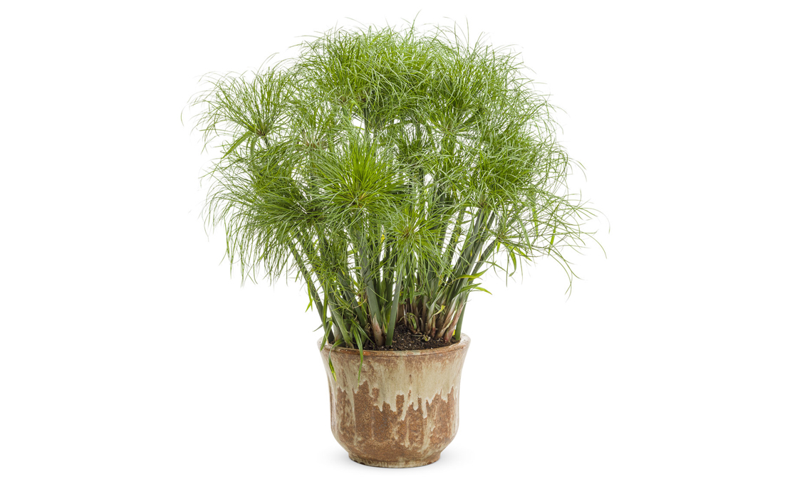 papiro