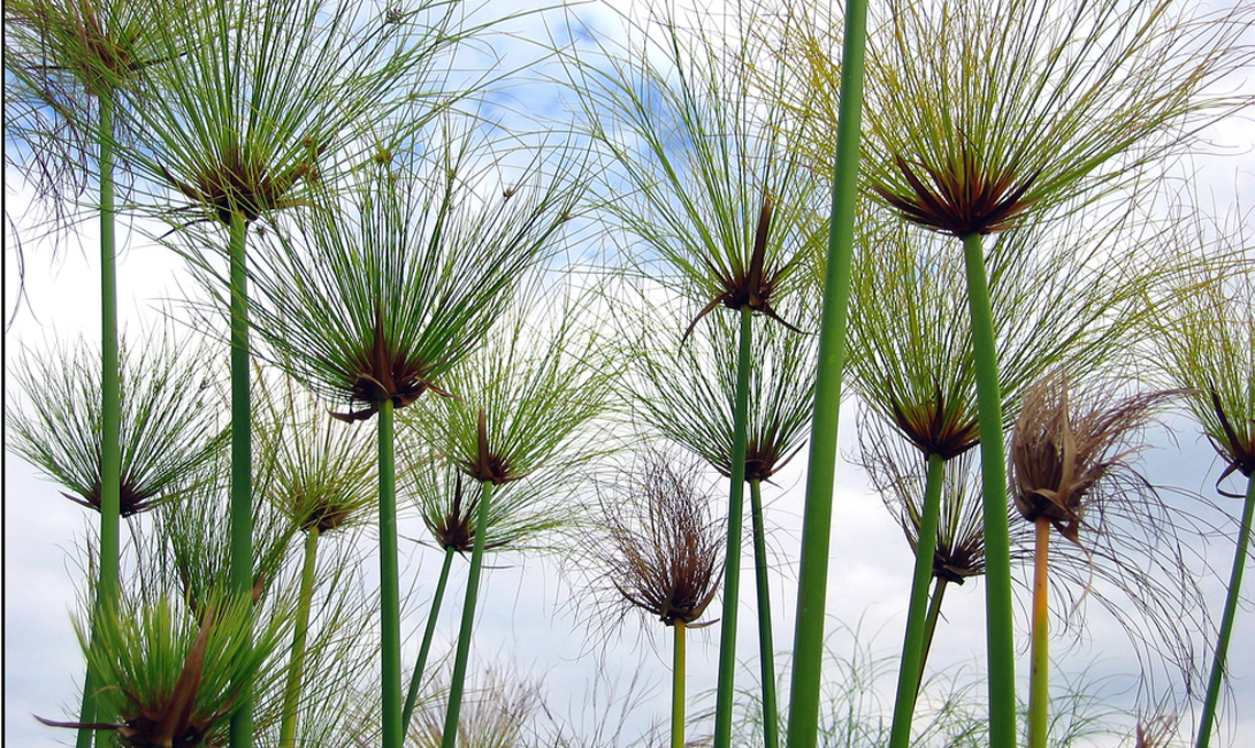 papiro