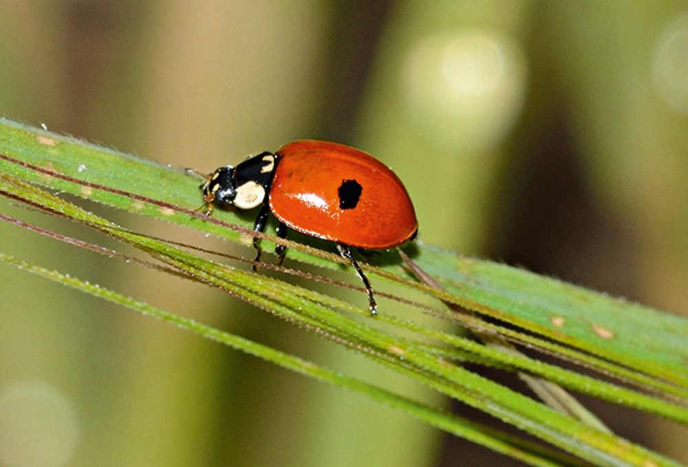 Ricci e coccinelle per tenere lontani insetti e lumache dall’orto