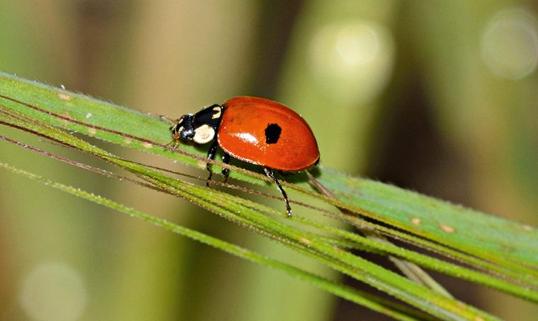 Ricci e coccinelle per tenere lontani insetti e lumache dall’orto