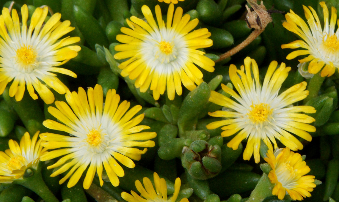 fiori gialli