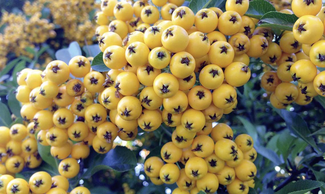 bacche gialle