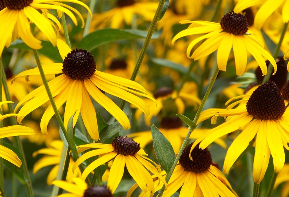Fiori gialli: quali scegliere e come abbinarli