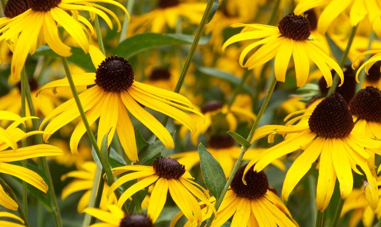 Fiori gialli: quali scegliere e come abbinarli