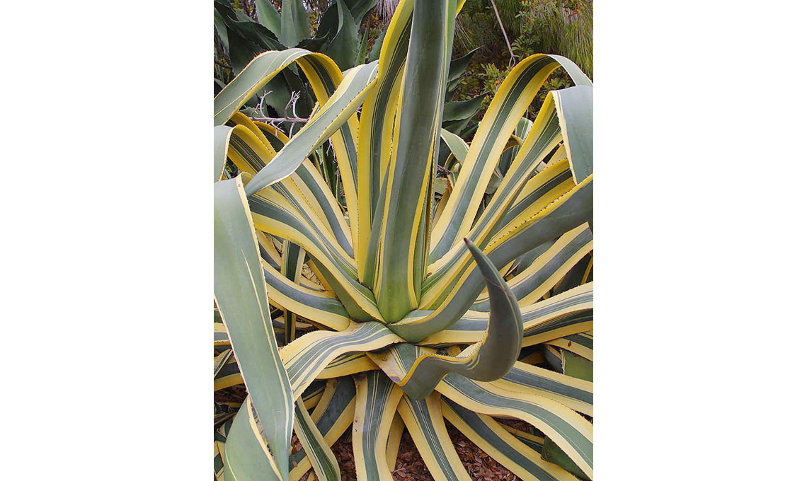 agave