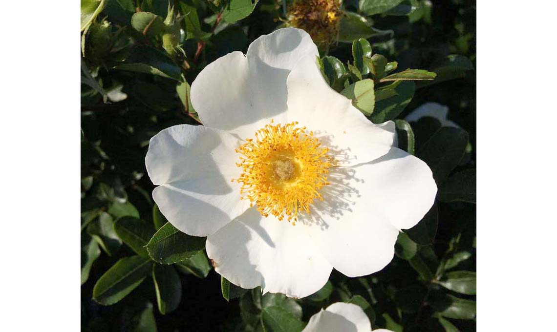 rosa bracteata