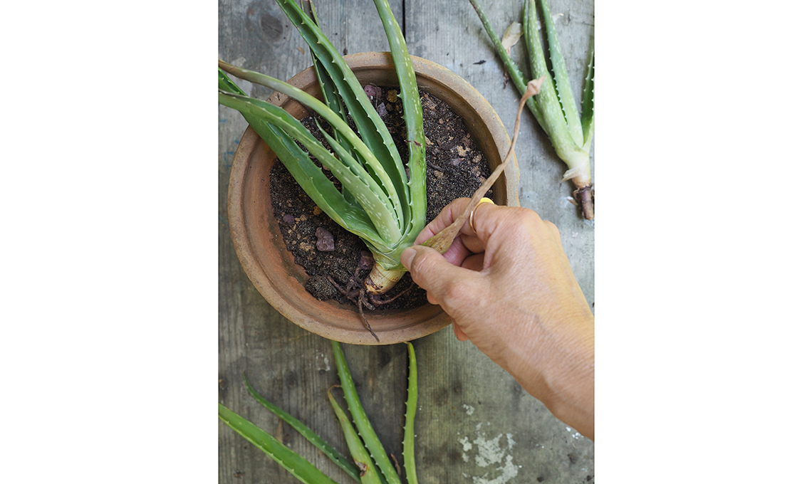 moltiplicare aloe