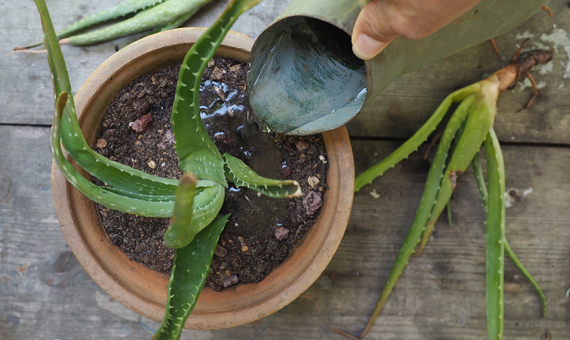 moltiplicare aloe
