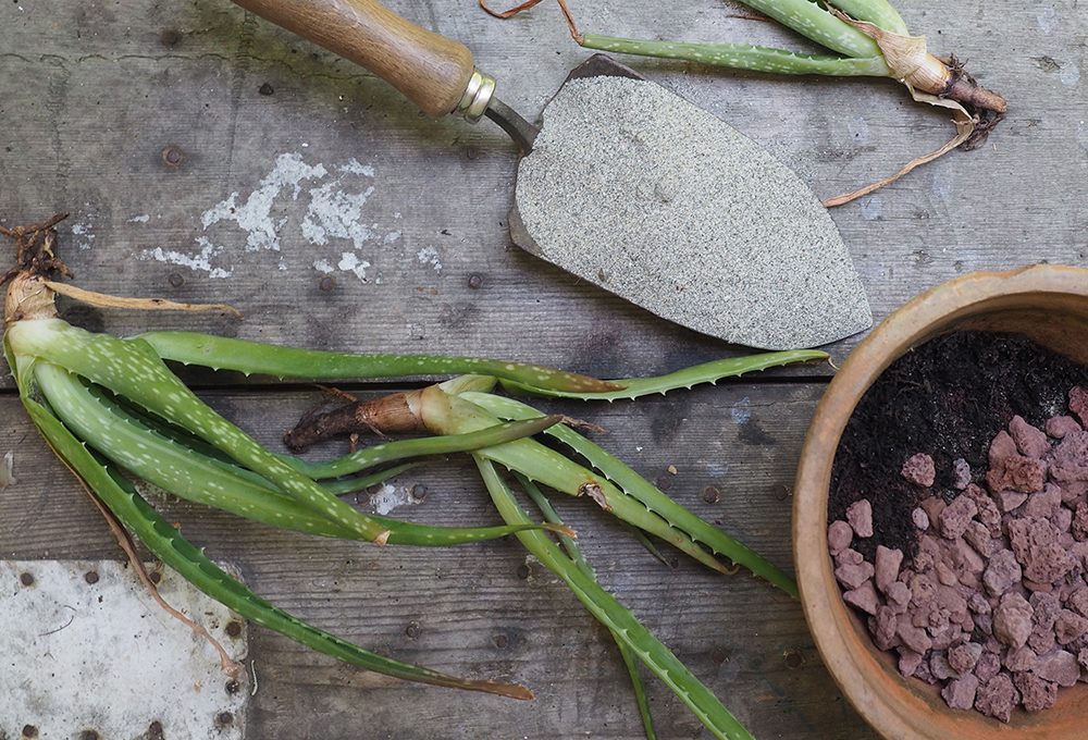 Come moltiplicare l’aloe vera
