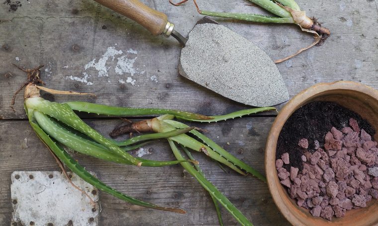 Come moltiplicare l’aloe vera