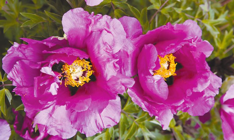 Perché scegliere le peonie arbustive