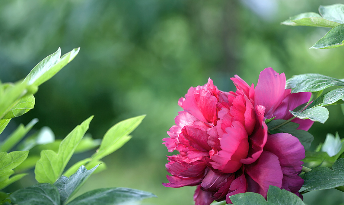 peonie