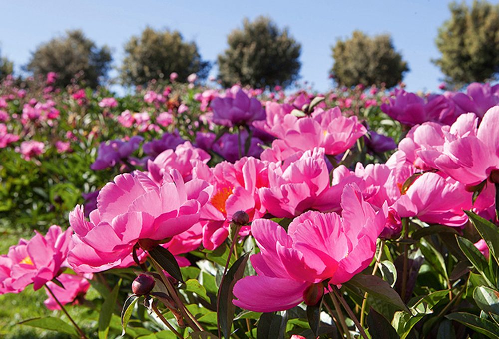 8 cose da sapere sulle peonie