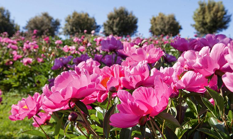 8 cose da sapere sulle peonie