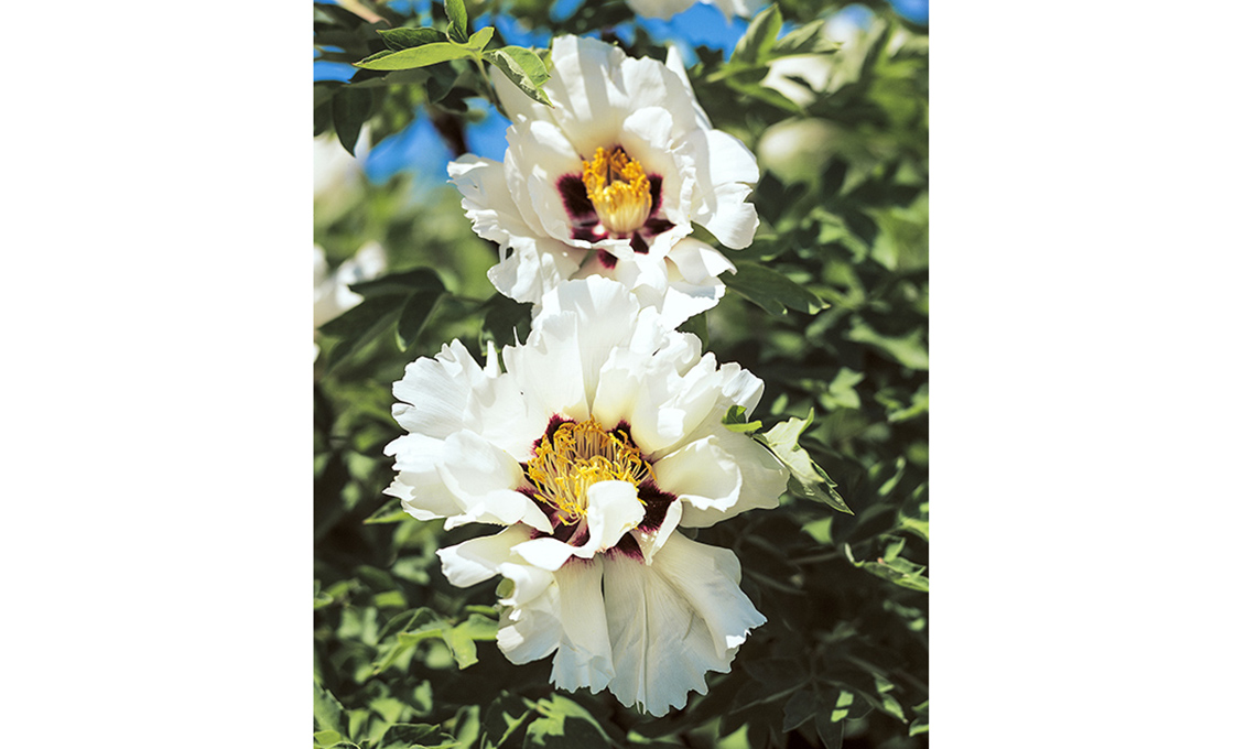 peonia arbustiva rocki