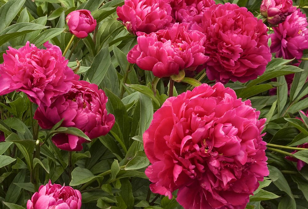 Peonie erbacee: come coltivarle