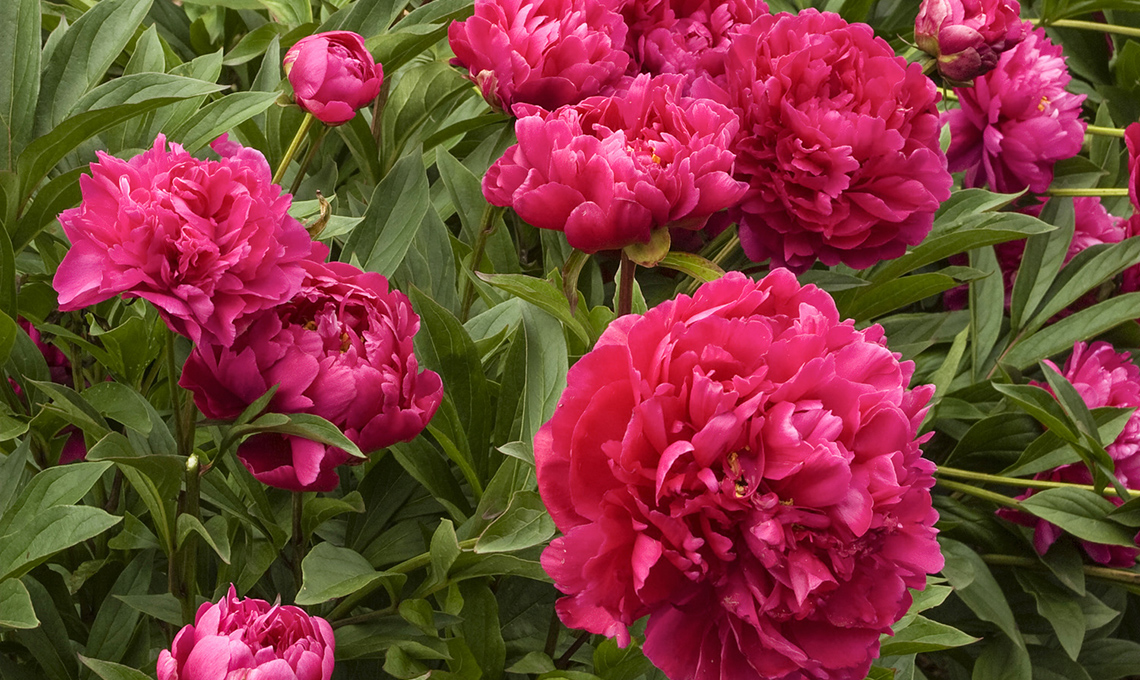 peonie