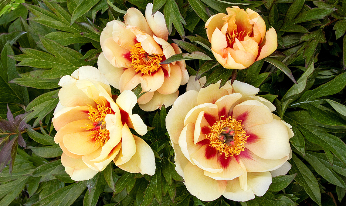 peonie itoh