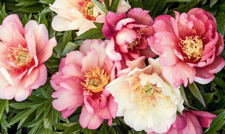 Peonie di Itoh: incrocio tra le peonie erbacee e le arbustive