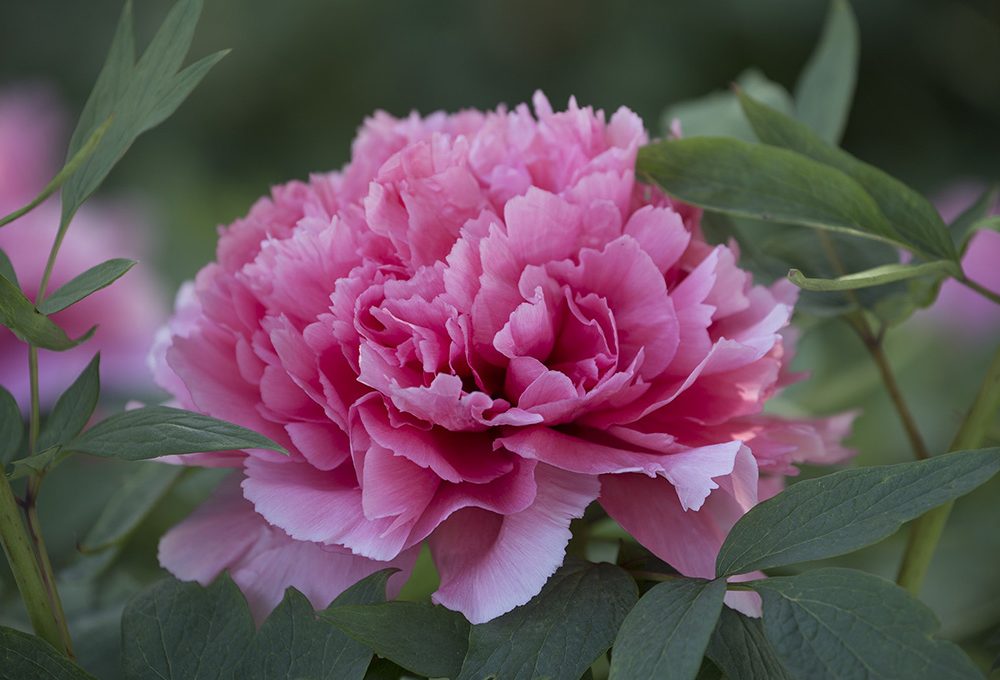 Peonia: il fiore più amato della primavera