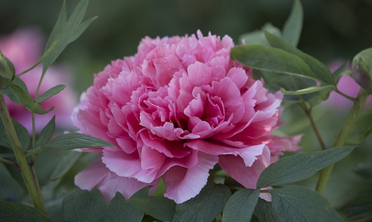 Peonia: il fiore più amato della primavera