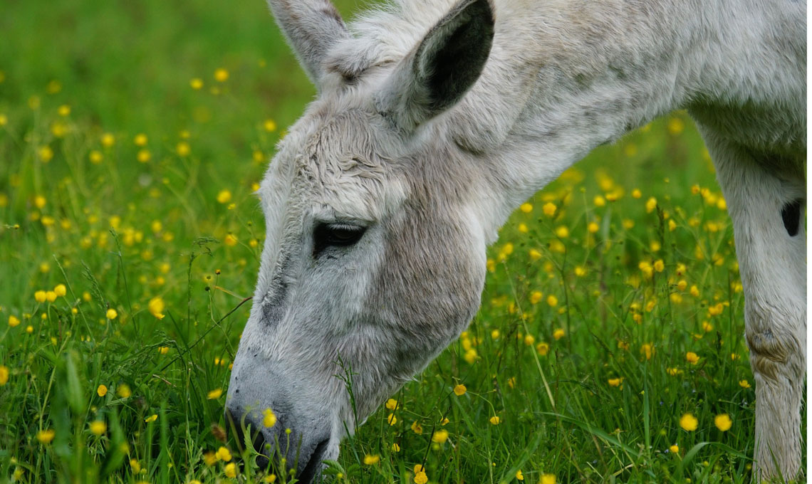 animali tosaerba
