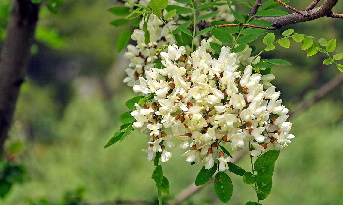 fiori robinia