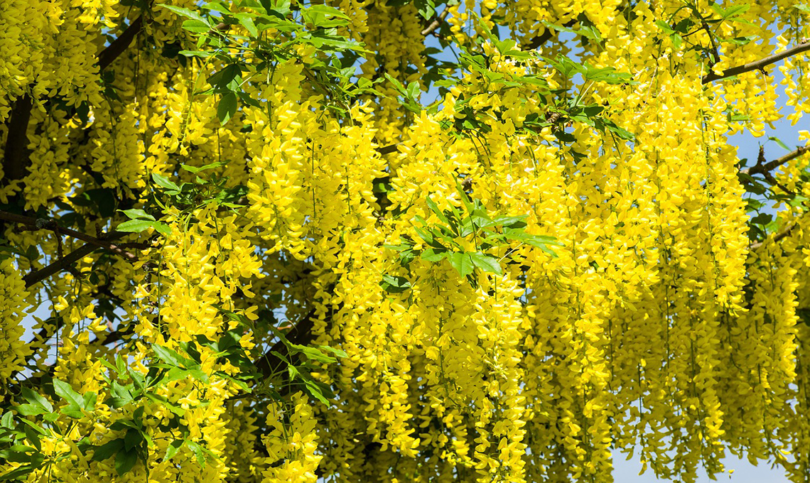 fiori robinia non commestibili
