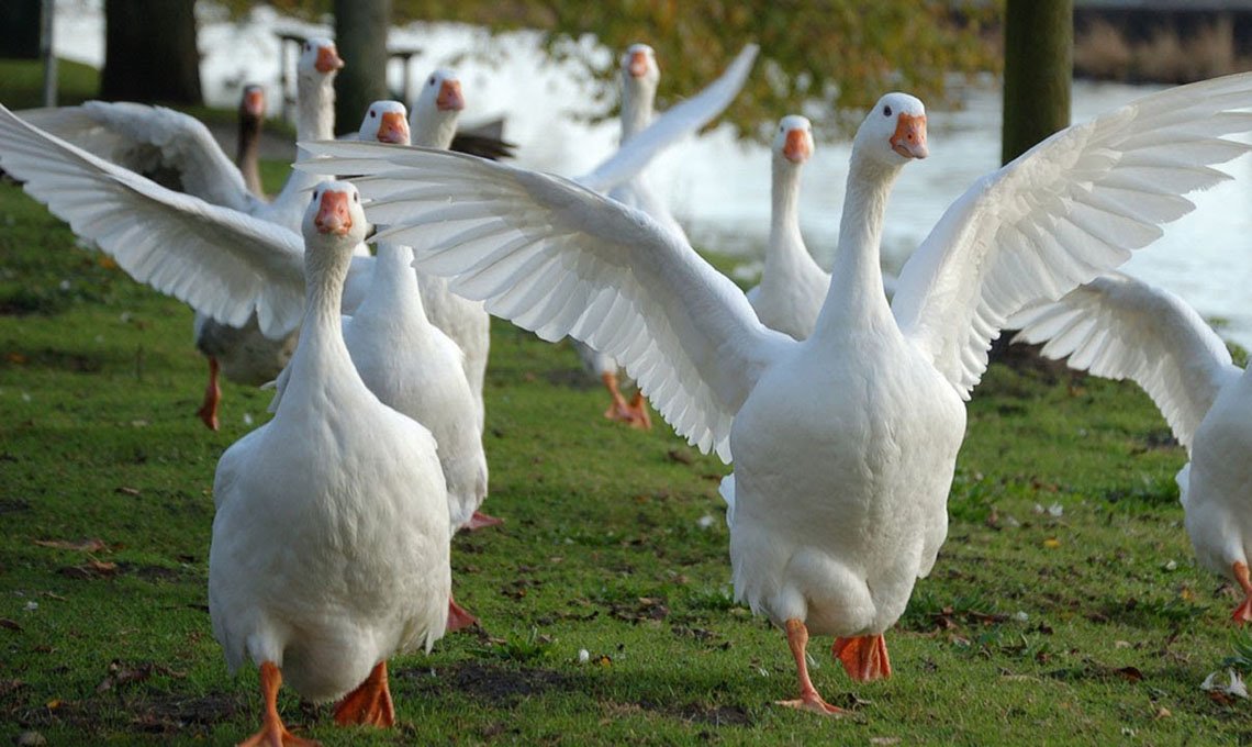 animali tosaerba