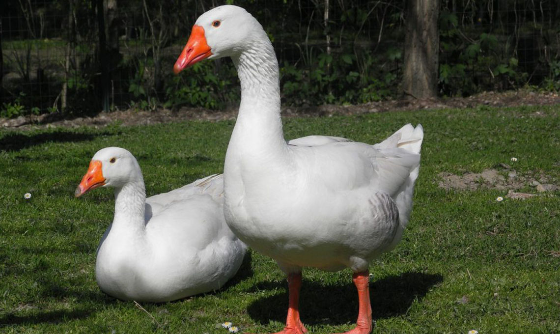 animali tosaerba